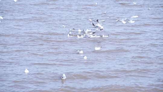 海鸥 海边 海平线 群鸟 大海