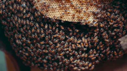 现代养殖蜜蜂蜂场养蜂蜂箱蜂蜜