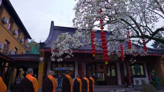 杭州法喜寺500年白玉兰