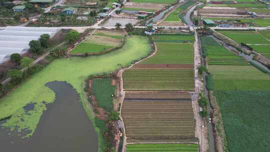 农业基地农作物种植航拍