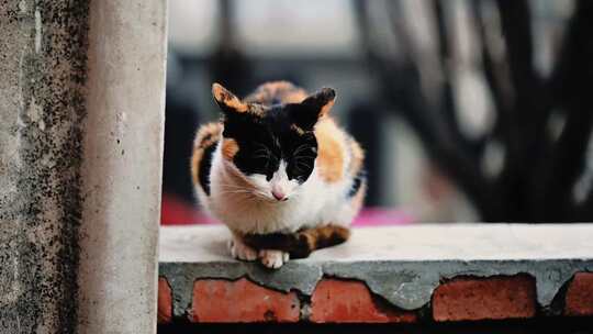 楼顶玩耍的中华田园猫三花猫