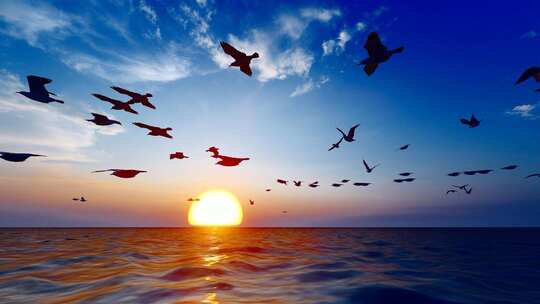 夕阳西下时海鸥在海面自由飞翔慢动作视频素材模板下载