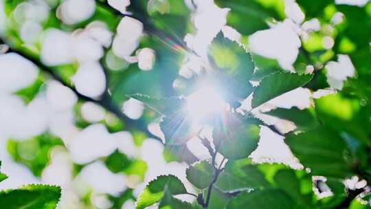 夏季阳光下生长的植物树叶特写