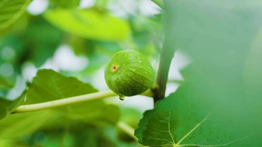 无花果 无花果树