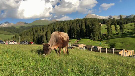 新疆伊犁大草原吃草的牛
