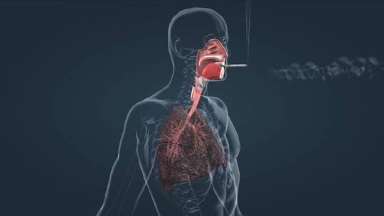 人体吸烟过程吸烟危害肺癌肺变黑三维动画
