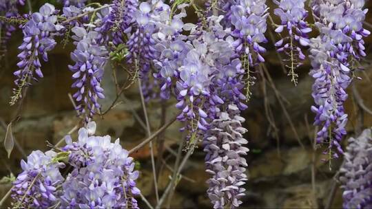 紫丁香紫藤花在春天盛开的细节。意大利