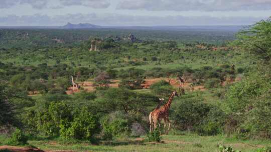 Giraffe，Safari，森林，肯尼