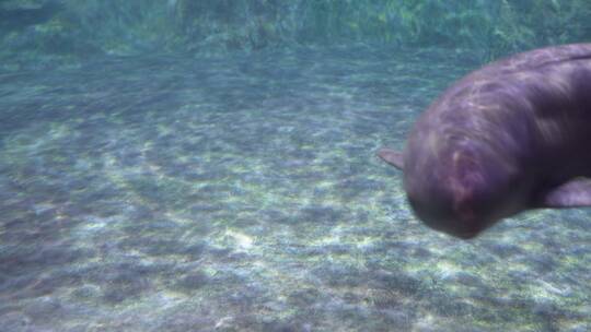 水下游动的江豚视频素材模板下载