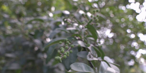 户外 野外 植物 自然 绿色 桂花 秋天叶子