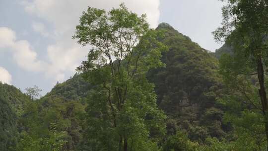 娄山关森林自然大山大自然树林云雾山脉绿色