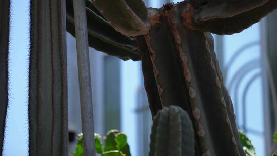 沙漠植物多肉植物仙人掌仙人球