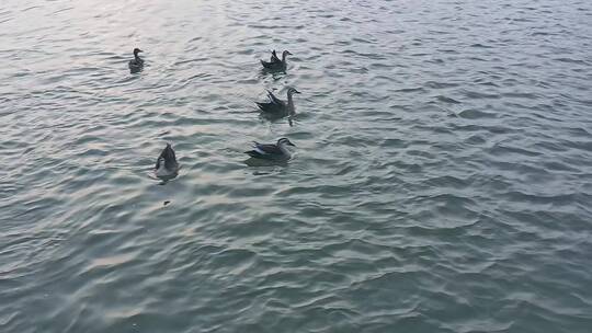 高清航拍清晨江边小鸟鸭子鸟河水视频素材模板下载