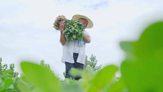 花生种植