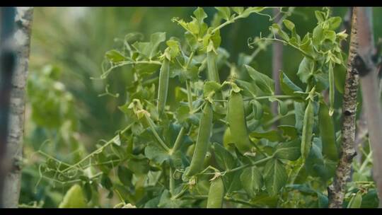 新鲜的绿色豌豆荚
