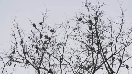 冬天傍晚树梢上的鸟群视频素材模板下载