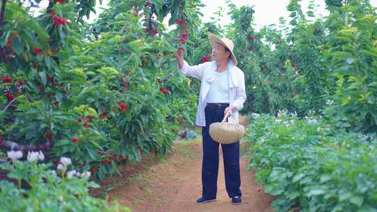 樱桃 樱桃园 车厘子