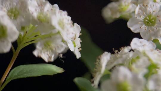 微距鲜花摄影铁线菊野花