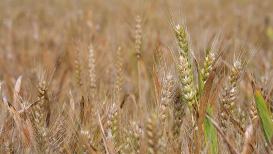 小麦粮食农作物视频素材模板下载