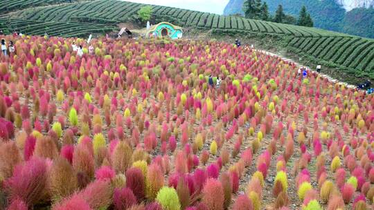 浪漫的乡村振兴植物植被地肤草