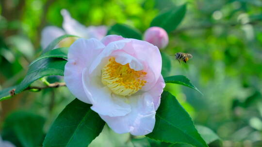 花园蜜蜂飞舞采蜜 山茶花