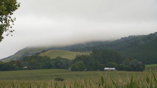 薄雾笼罩的山丘景观