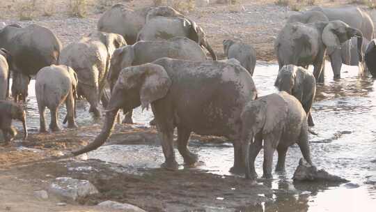 大象洗澡喷水孔Etosha NP纳米比亚