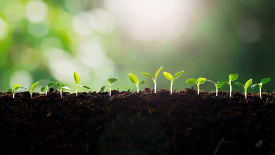 破土而出的小苗生长过程