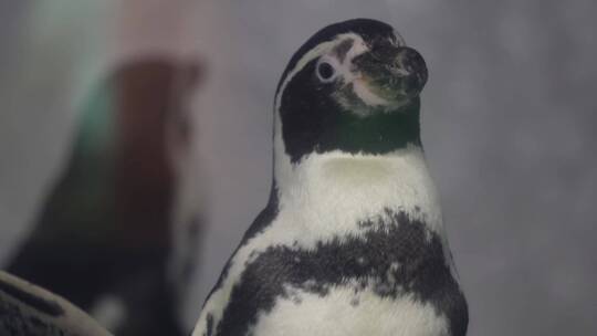 【镜头合集】水族馆里的帝王企鹅南极