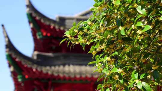 秋天南京毗卢寺古风建筑背景的桂花树