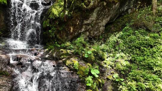 大山深处原始森林热带丛林河流小溪