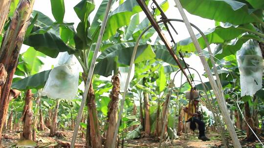 农民在香蕉种植园里采摘香蕉