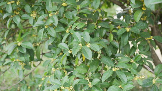 桂花 植物 户外