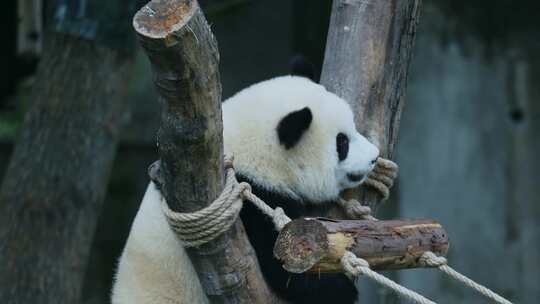 熊猫玩耍视频素材模板下载