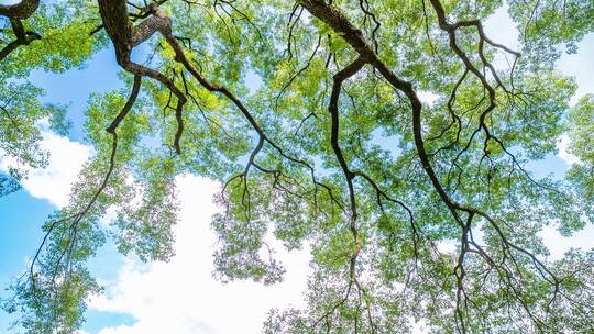 夏天阳光树枝香樟树的树荫视频素材模板下载