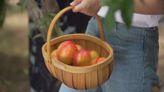 采摘油桃 摘桃子 油桃 甜桃子 水果 特产