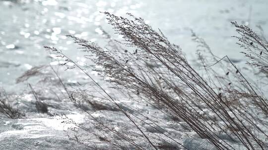 雪中枯草飘摇