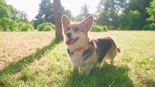 柯基犬，狗，宠物，犬