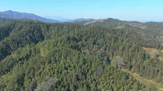 郁郁葱葱的山林自然风光全景