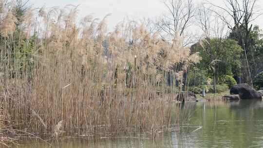 自然公园溪边芦苇自然景观