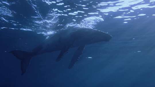 海洋生物海底世界做头鲸