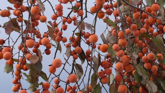 秋天秋季成熟柿子果实4k实拍视频素材模板下载