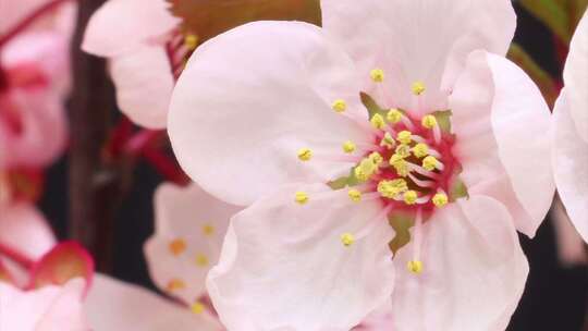 鲜艳花朵花苞绽放植物花开视频素材