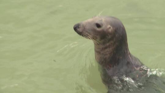 野生灰海豹