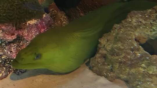 水下的绿色海鳗