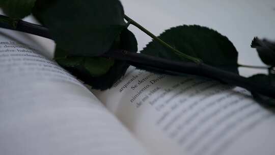 玫瑰花叶静躺在书本上视频素材模板下载