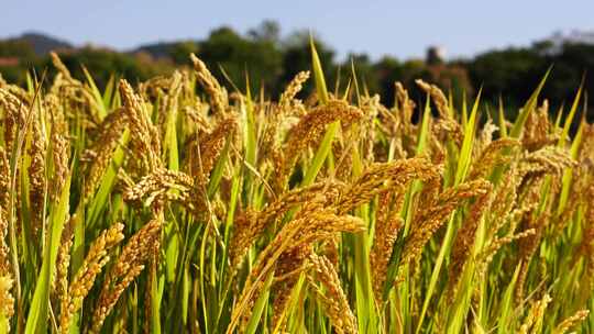 丰收的金色水稻，饱满的水稻稻穗