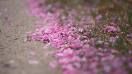 路边，粉红色，花瓣，开花