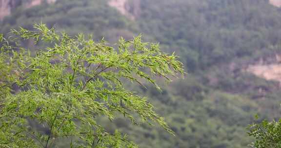 唯美竹林竹叶