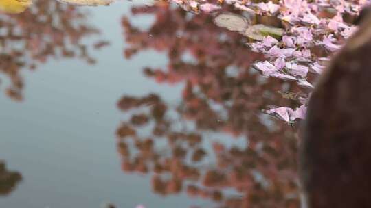 广东江门绿美生态园紫花风铃木落花水池